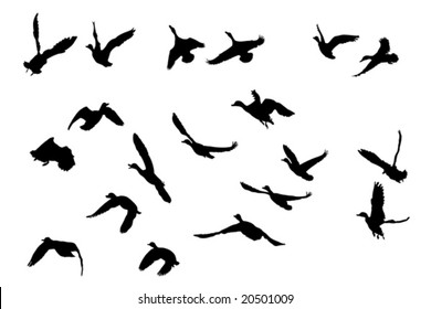 Mallard Ducks Flying Silhouettes