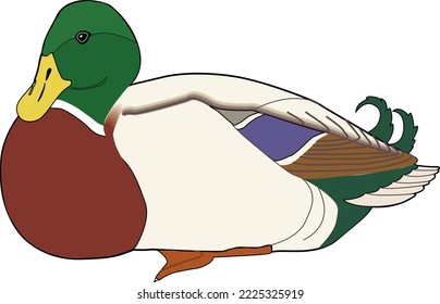 Mallard Laying Down Vector Illustration