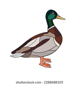 Mallard. Vector illustration isolated on white background.