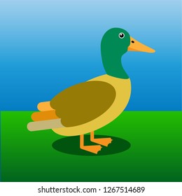 Mallard, water bird, flat vector illustration.