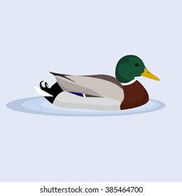 Mallard, Wild Duck, Vector Illustration