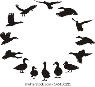 Featured image of post Silhouette Mallard Duck Clipart