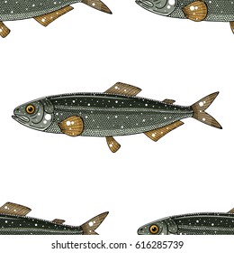 mallotus villosus pattern