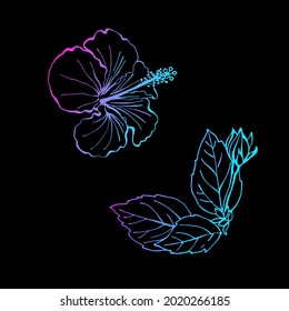 Mallow Chinese Rose. Hibiscus flower, bud and leaves as design elements. Hand drawn sketch style. Line art. Herbal tea. Hawaii. Colourful Tropical vector elements on black.