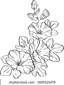 Mallow flor dibujada a mano, dibujo vectorial, boceto en blanco y negro, esbozo de tatuaje, ilustración de línea, gráficos aislados en fondo blanco