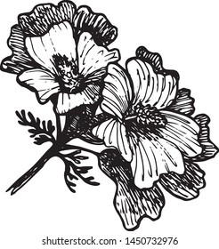 Mallow flower in ink drawn manner, hand drawn sketch, vector illustration