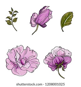 Mallow lilac flower. Hand drawing. Set of flowers and leaves. Herbal artistic style illustration.