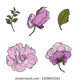 Mallow lilac flower. Hand drawing. Set of flowers and leaves. Herbal artistic style illustration.