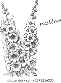 Mallow, monochrome flower, monochrome mallow, mallow on transparent background, flower on transparent background, mallow png	