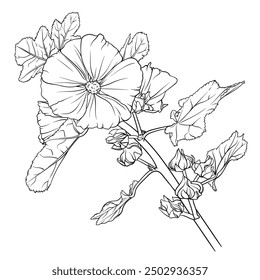 Mallow outline image, vector botanical illustration. Vector drawing of mallow flower in outline. Detailed black and white drawing, suitable for coloring books, , cards, tattoos, logos