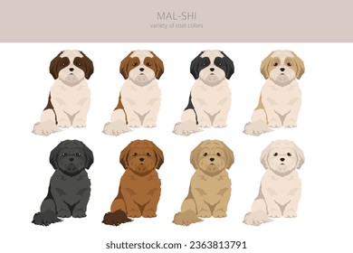 Mal-Shi clipart. Maltese Shih-Tzu mix. Different coat colors set.  Vector illustration