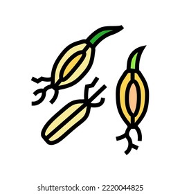 vector de icono de color de cebada malta. signo de cebada malta. ilustración de símbolo aislado