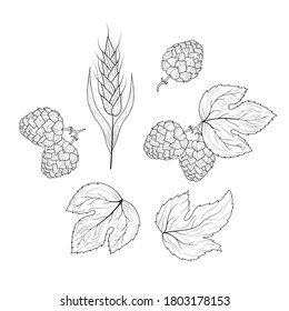 Malt, barley, wheat ear and hop plant with leaves on branch sketches. Engraving style. Vintage Beer ingredients. Vector isolated illustration.