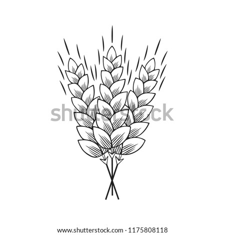 Malt, barley, wheat ears icon template. Grain cereal for beer making. Vector isolated illustration. 