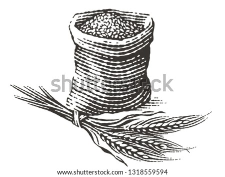 Malt in burlap bag with bunch of dry ears. Hand drawn engraving style illustrations.
