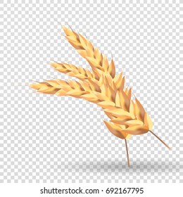 Malt ears. Isolated on a white background. raw material for brewing ears of barley. Pub menu. concept with Ears of Barley.