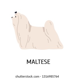 Maltese. Cute lovely small lap dog isolated on white background. Adorable purebred domestic animal or pet of toy breed with white long-haired coat. Colored vector illustration in flat cartoon style