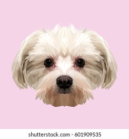 Maltese dog animal low poly design. Triangle vector illustration.