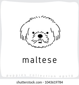 Maltese : Dog Breed Collection : Vector Illustration