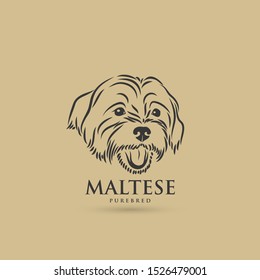 Maltese dog breed face - isolated vector illustration