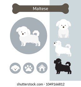 Maltese Dog Breed Infographic, Illustration, Front and Side View, Icon