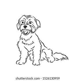 Maltese dog breed - isolated vector illustration