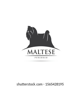 Maltese dog breed - isolated vector illustration