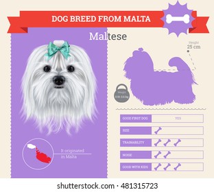 Maltese dog breed vector info graphics. This dog breed from Malta