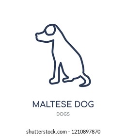 Maltese dog icon. Maltese dog linear symbol design from Dogs collection. Simple outline element vector illustration on white background.