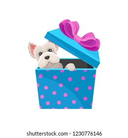 Maltese dog peeking out of blue gift box with pink bow. Adorable puppy. Flat vector element for Christmas postcard