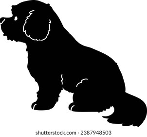 Maltese dog sitting side body in silhouette with details