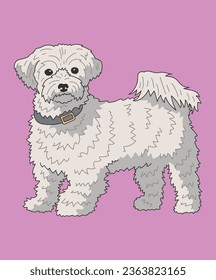 Maltese Dog Standing Side View