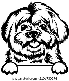 Maltese Dog Vector Peeking Dog And Paws