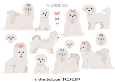 Maltese dogs in different poses. Adult and great dane puppy set.  Vector illustration