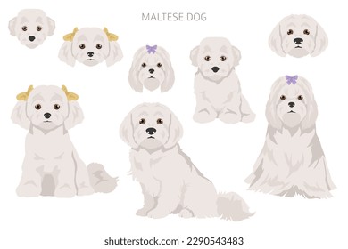 Maltese dogs in different poses. Adult and great dane puppy set.  Vector illustration