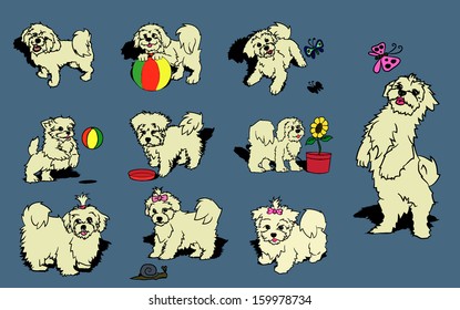 Maltese Dogs Set, you can make this image to make a coloring book for kids