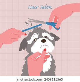 maltese hairsalon. The hands of a hairdresser grooming a Maltese.