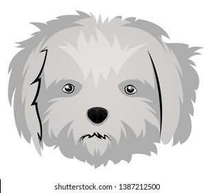 Maltese illustration vector on white background