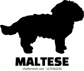 Maltese Silhouette In Black And White