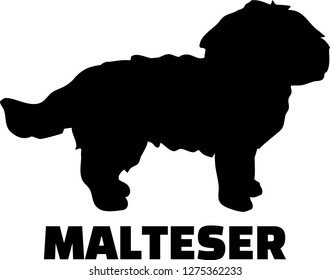 Maltese Silhouette In Black And White