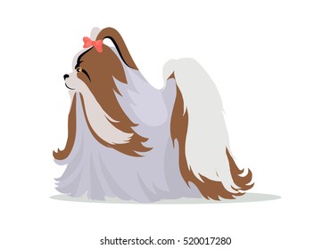 Maltese or yorkshire terrier breed dog with long hair and bow tie on head. Flat design vector. Domestic friend and companion animal illustration. For pet shop ad, hobby concept, breeding illustration