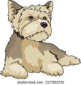 Maltese Yorkshire Terrier is lying resting waiting in front on the floor drawing vector illustration dog