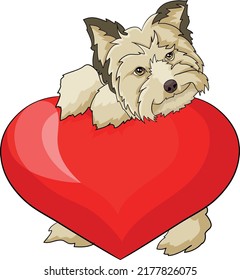 Maltese Yorkshire Terrier  Valentines day card love