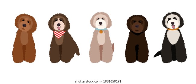 Maltipoo, australian labradoodle and poodle cartoon dogs set illustration. svg