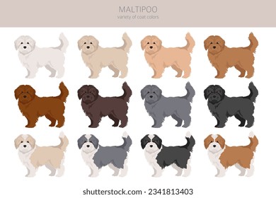 Maltipoo clipart. Maltese Poodle mix. Different coat colors set.  Vector illustration