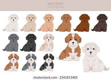 Maltipoo clipart. Maltese Poodle mix. Different coat colors set.  Vector illustration