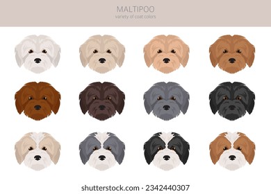 Maltipoo clipart. Maltese Poodle mix. Different coat colors set.  Vector illustration