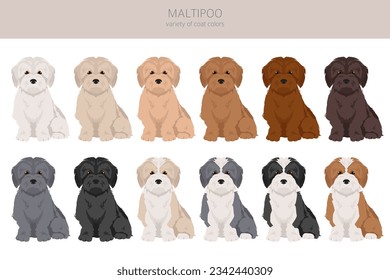 Clipart de Maltipoo. Mezcla de fideos malteses. Colores de abrigo diferentes.  Ilustración del vector