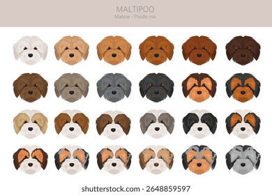 Maltipoo Clipart. Maltese Poodle mix. Diferentes cores de casaco definido.  Ilustração vetorial