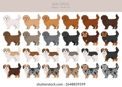 Maltipoo clipart. Maltese Poodle mix. Different coat colors set.  Vector illustration